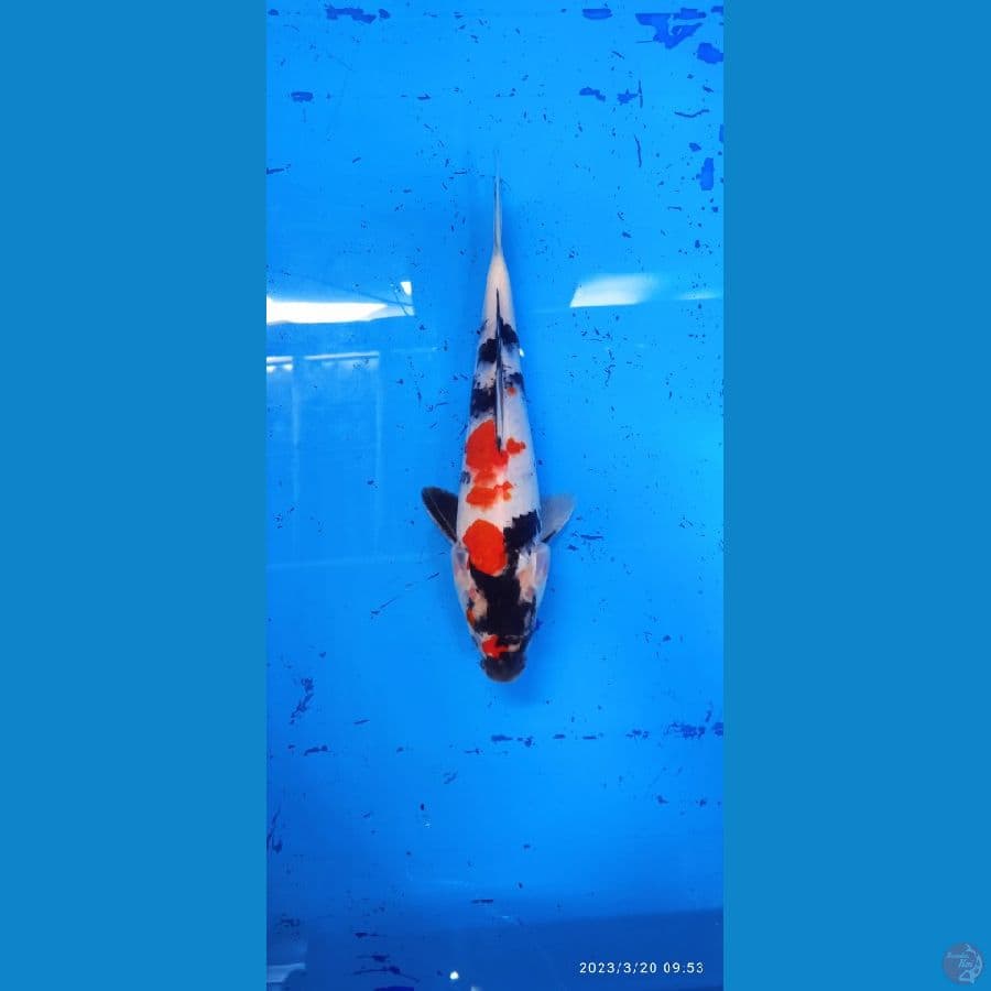 showa 25cm