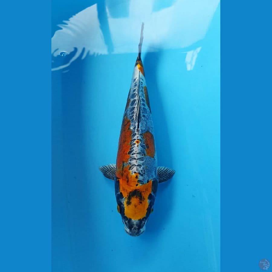 Kiko 33cm/m