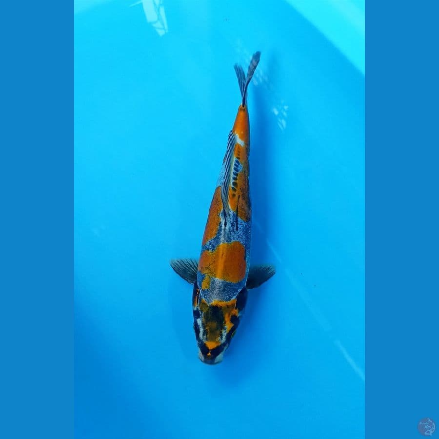Kiko 32cm/m