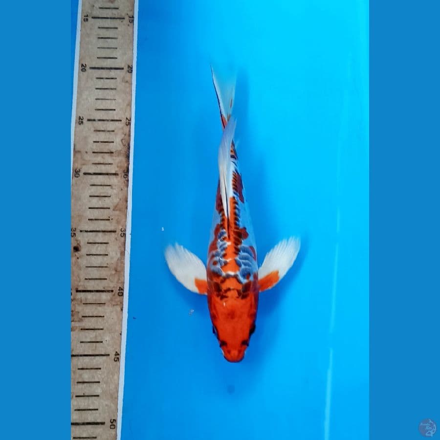 Kumpay 26cm