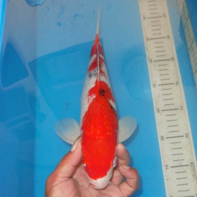 KINGINRIN KOHAKU