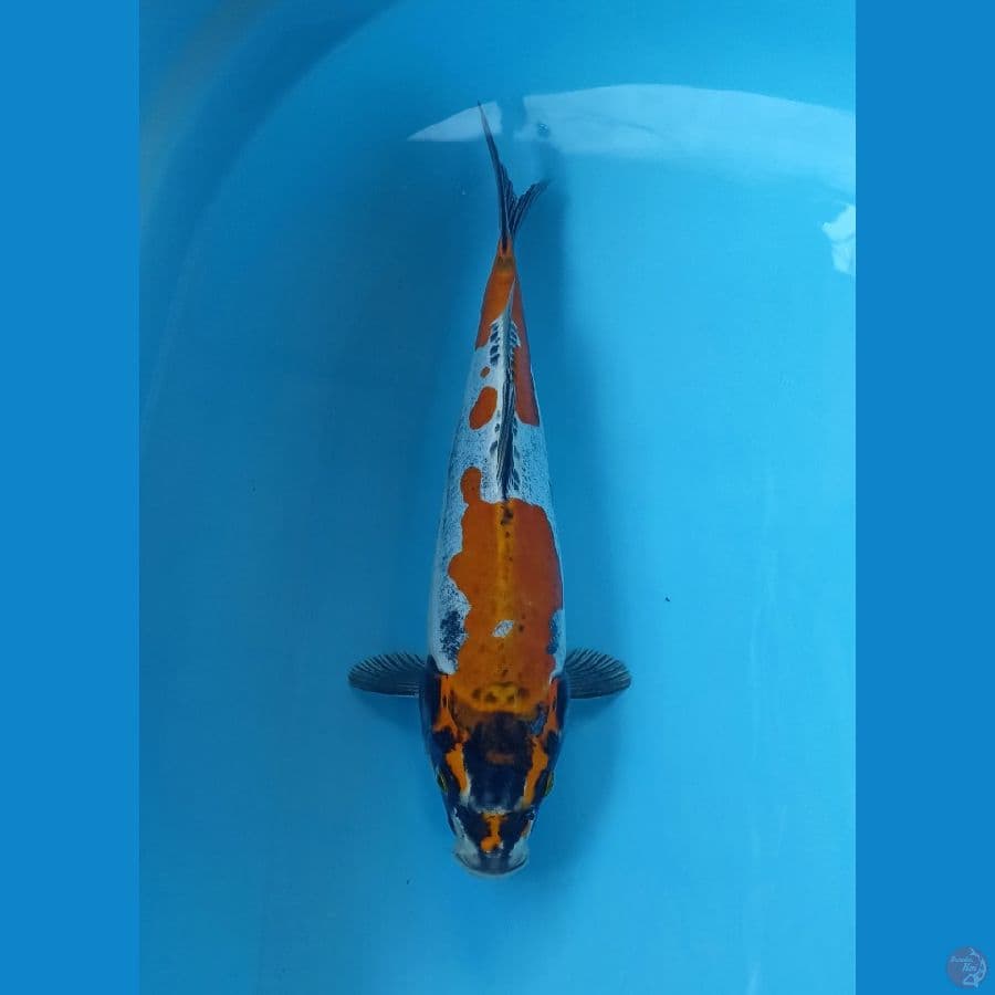 Kiko 30cm/m