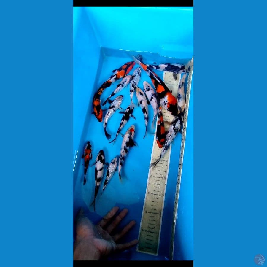 paket showa siro grade A 13 18 25 cm.... 17 ekor