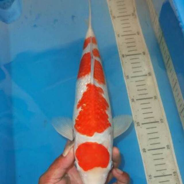 KOHAKU ISTIMEWA KINGINRIN