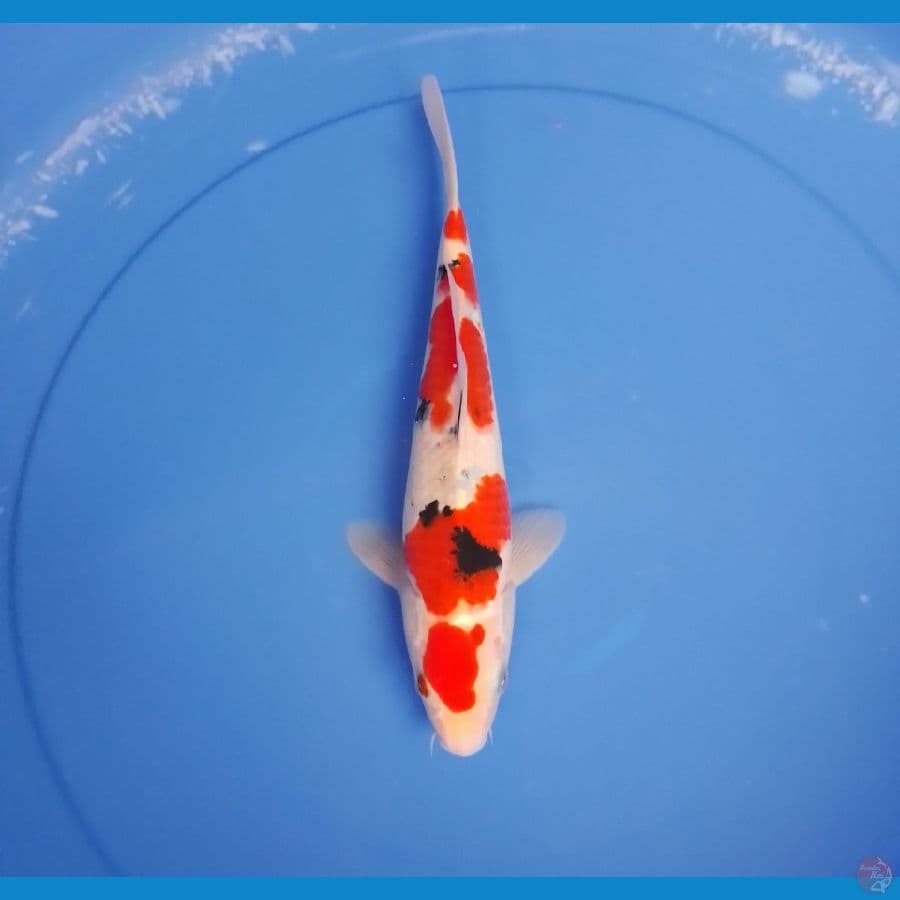 sanke 28cm/male