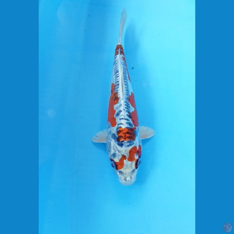 Kiko 25cm