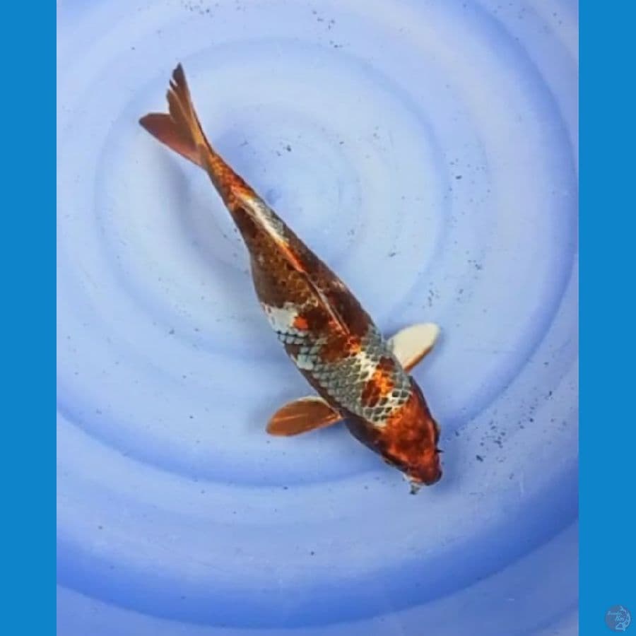 kawarimono 35cm