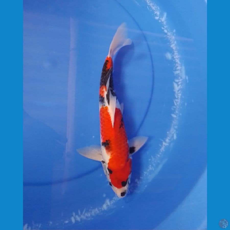 showa 30cm/male