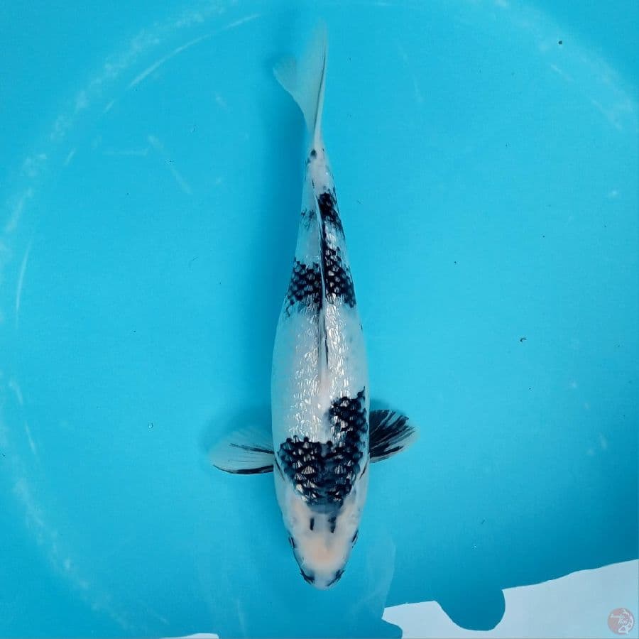 SHIRO GINRIN BLINK BLINK 35CM