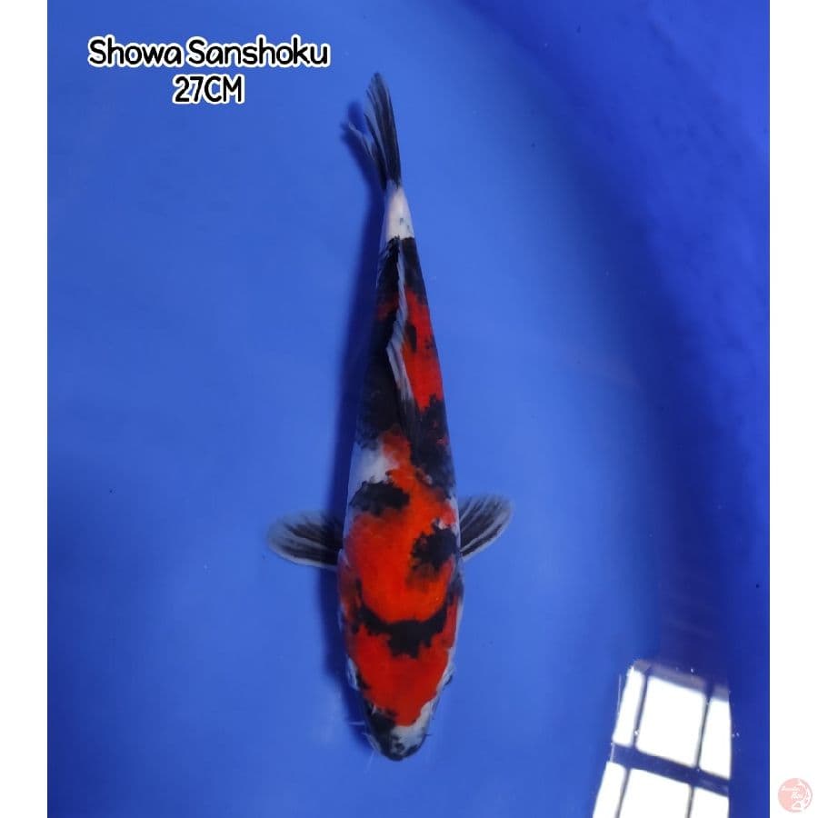 Showa Sanshoku