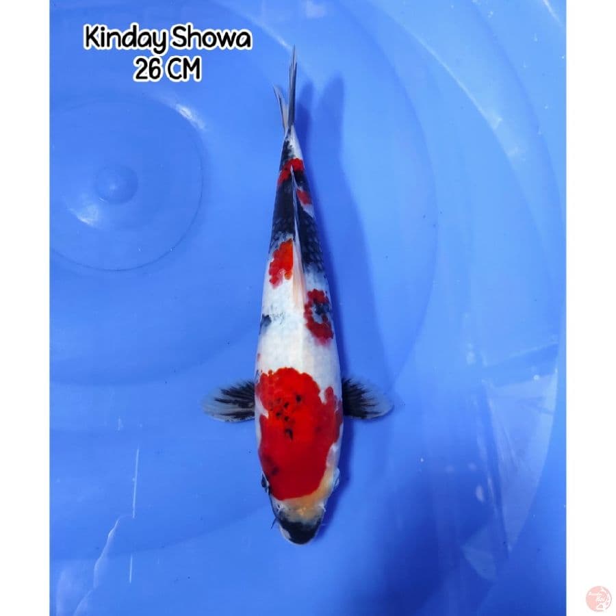 Kinday Showa