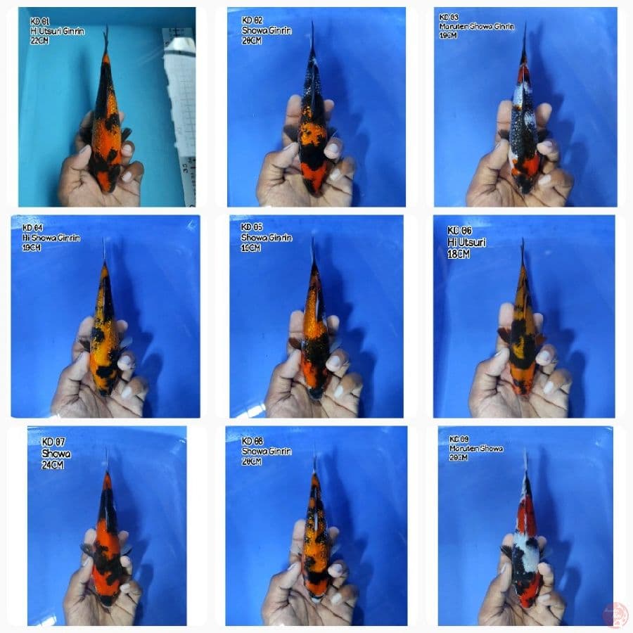 Paket 1 - 9 ekor