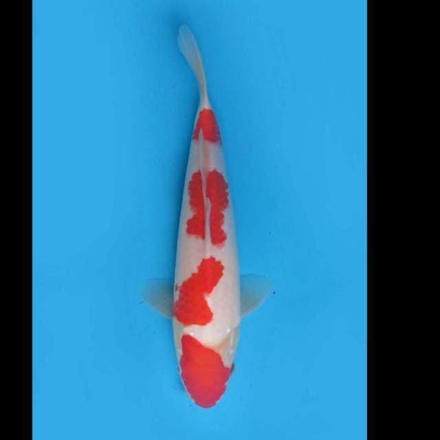 32cm Male , Red Yondan Kohaku Original