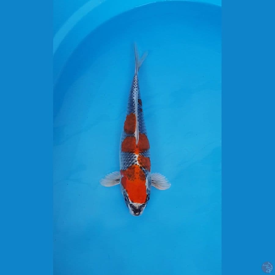 RED KOJAKU 36cm