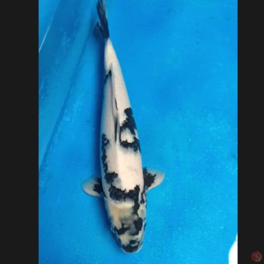 ( 41CM ) SHIRO - MALE