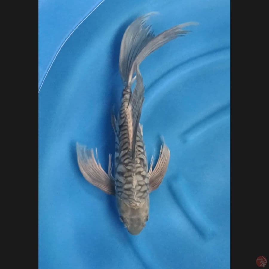 ( 53CM ) KUMPAY SORAGOI AROGOKE - MALE