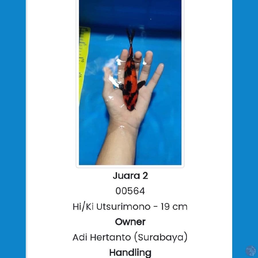 HIUTSURI SERTI J2 sby