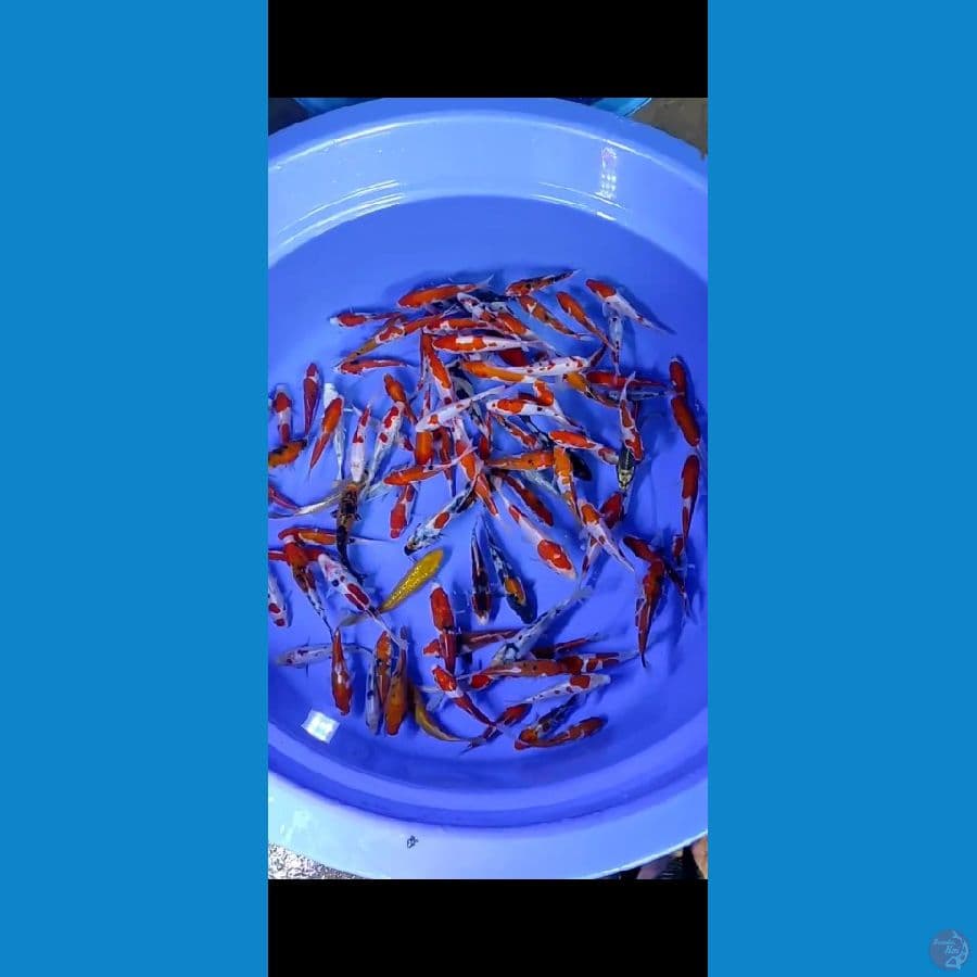 100ekor mix