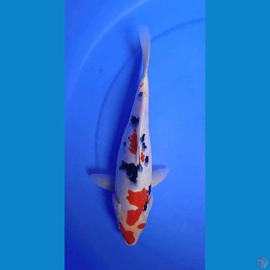 sanke size : 30 cm