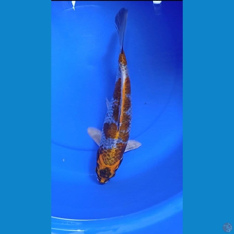 beni gingga size : 39 cm jantan