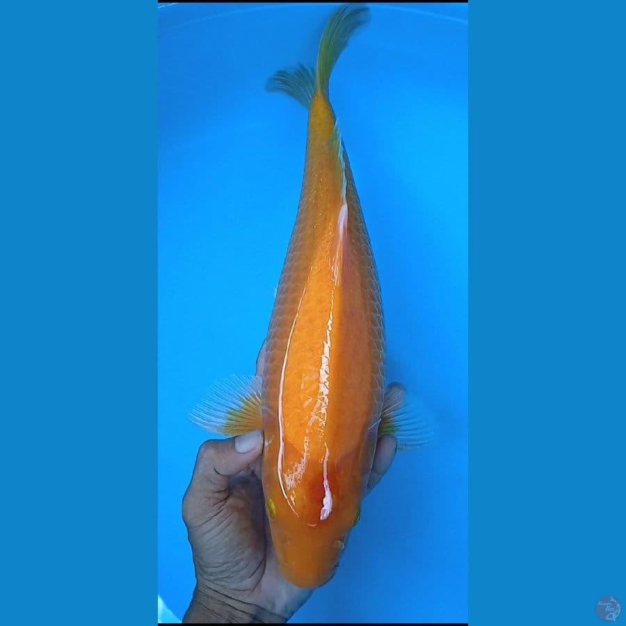 karashi size : 38 cm