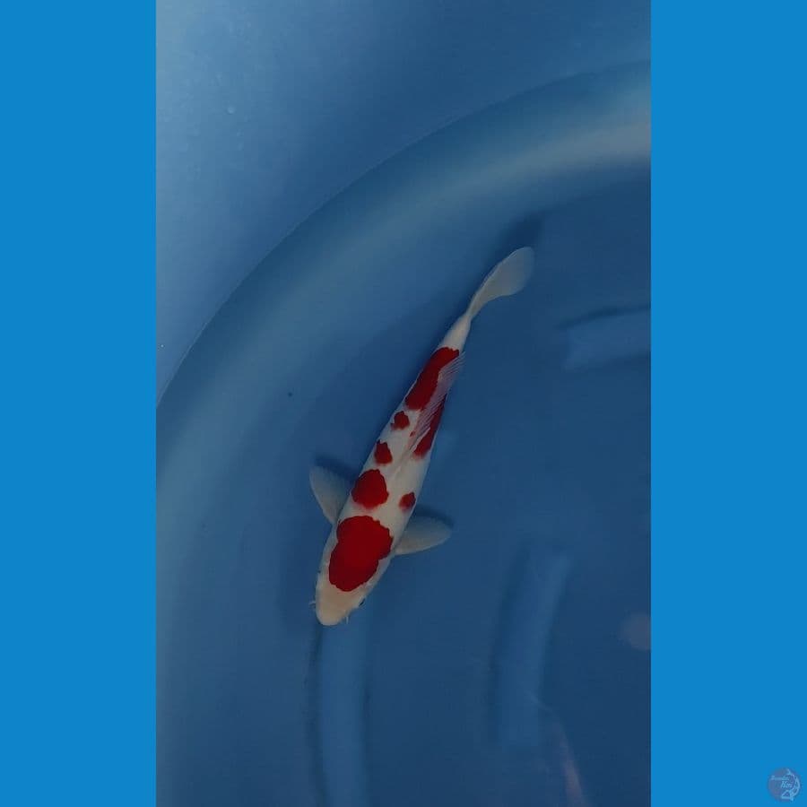 kohaku sakura 33cm male