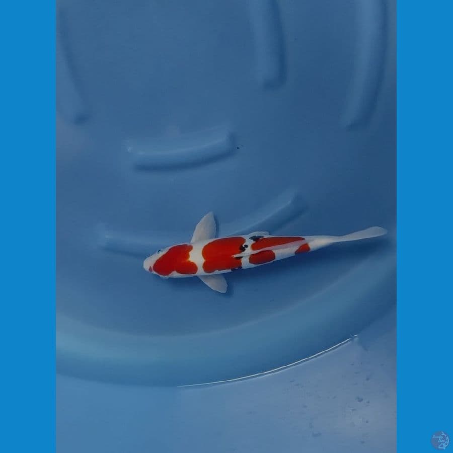 sanke step 3 male 35cm
