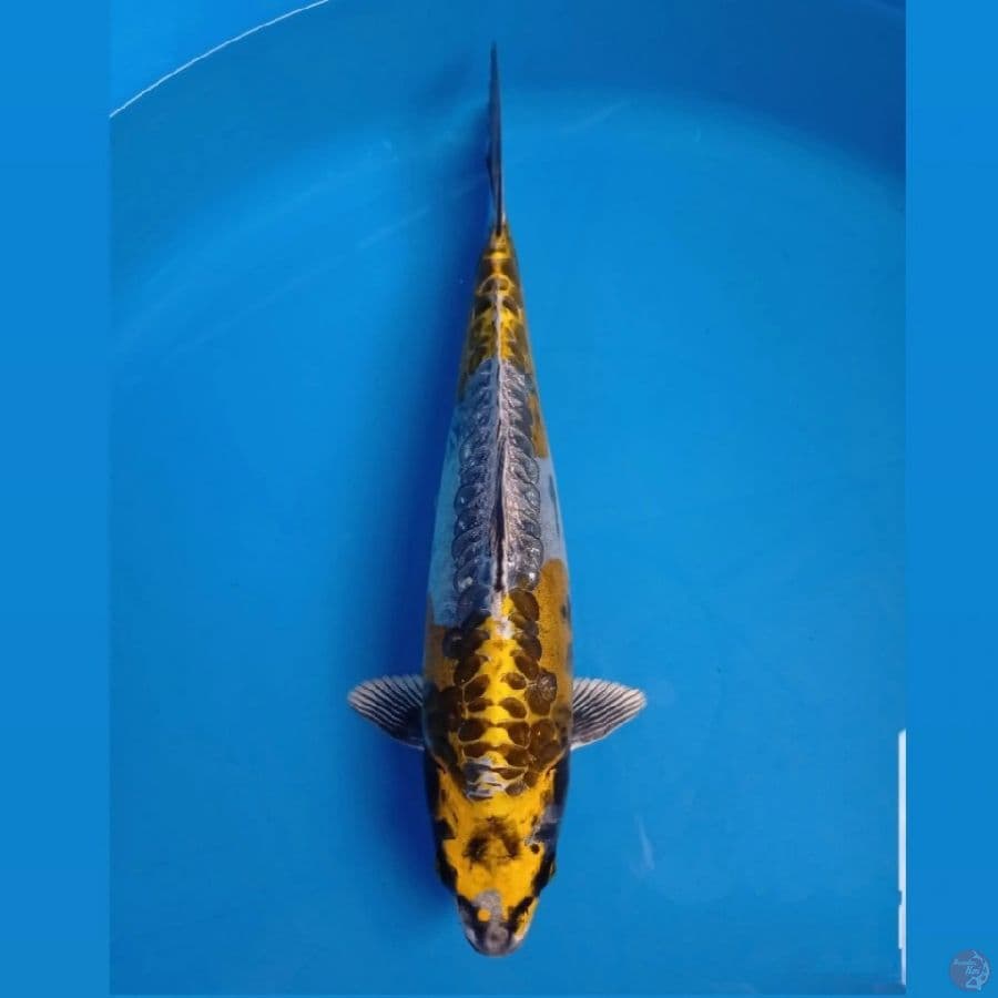 kikokuryu, 33 cm