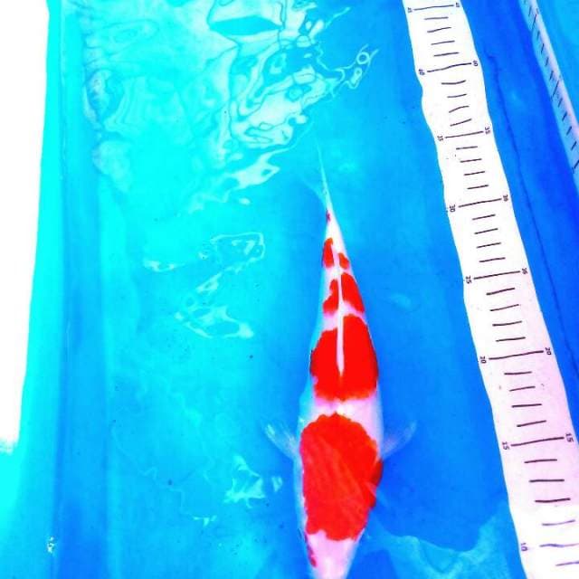 Original Kohaku 5 step