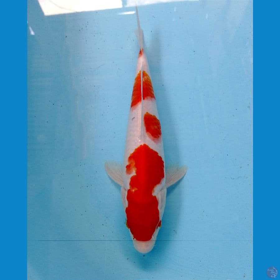 kohaku 26 cn