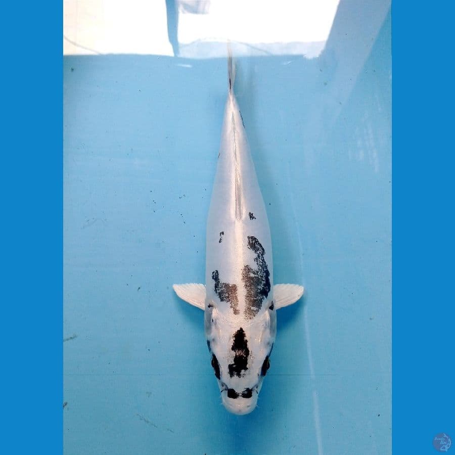 kikokuryu 35cm