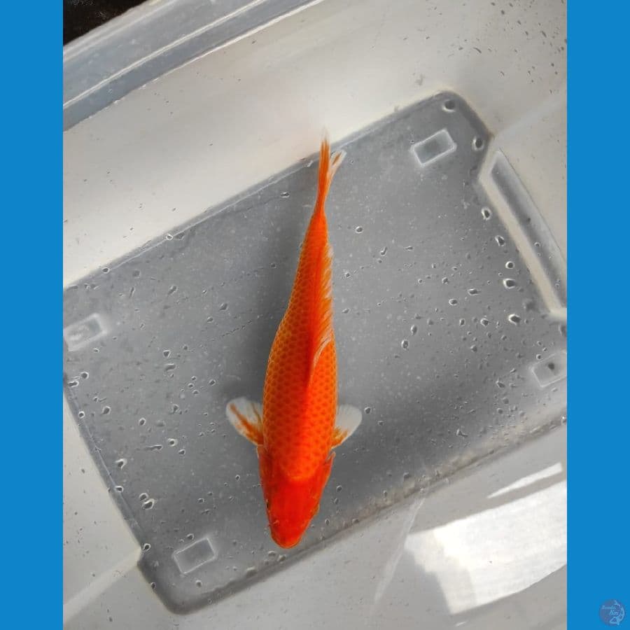 kajiro godd fukurin 36 cm
