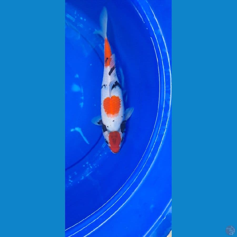 kindai Showa 30 cm up
