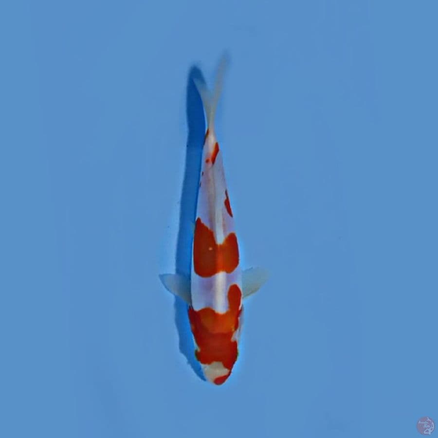 HQ kohaku doit 15cm