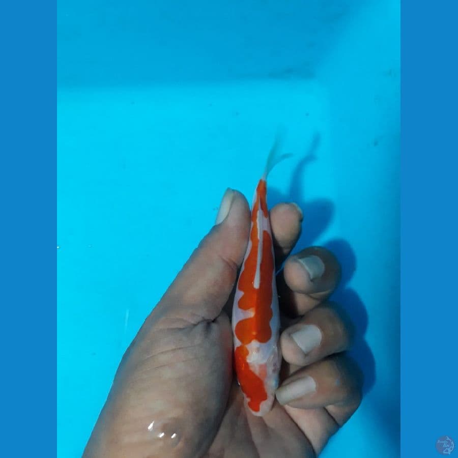 kohaku doit 13cm