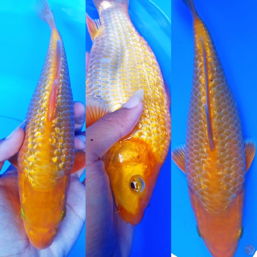 red karasi punuk sz 23