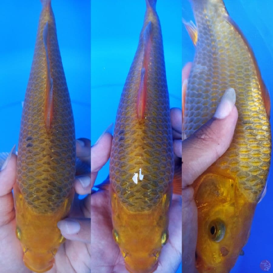 caramel sz 24
