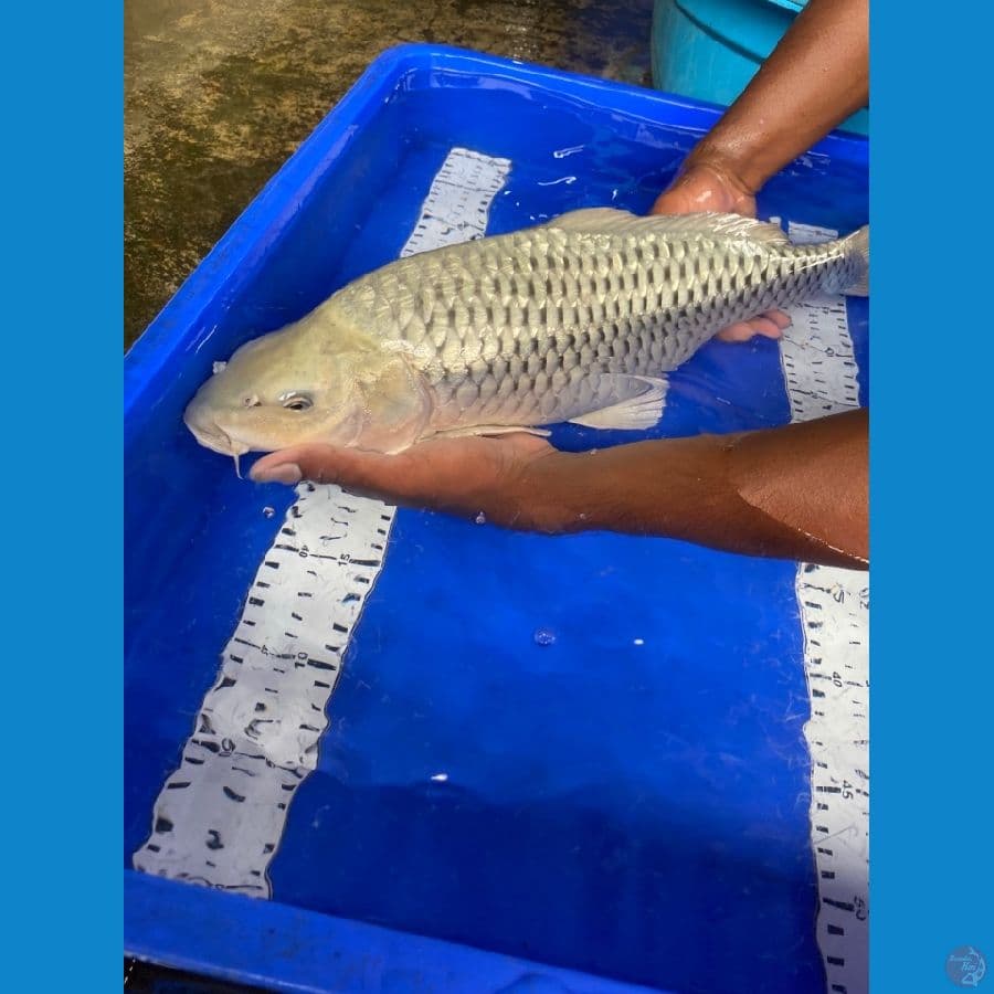 Jantan 50 cm soragoi