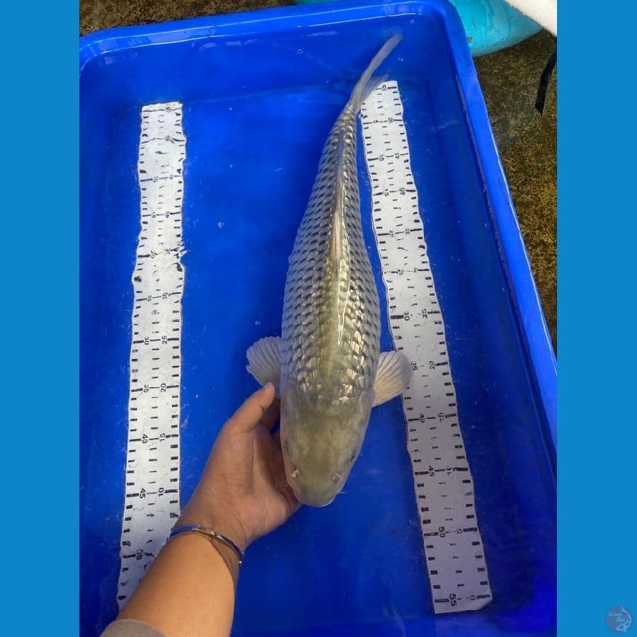 Jantan 50 cm soragoi