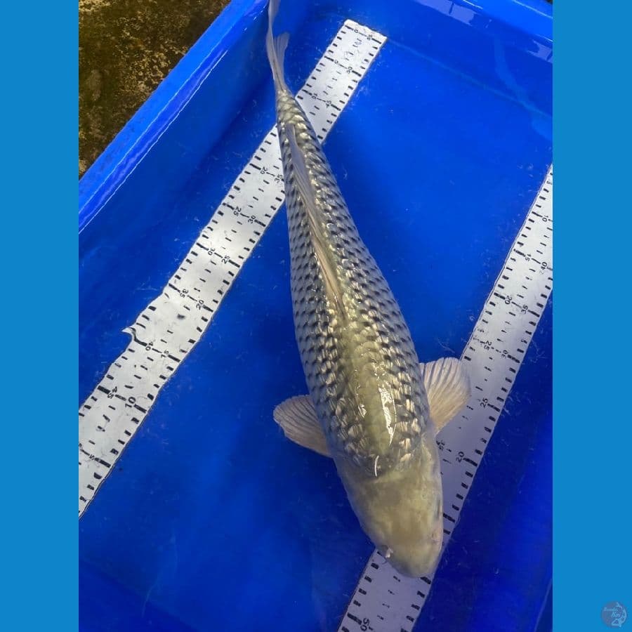 Jantan 50 cm soragoi