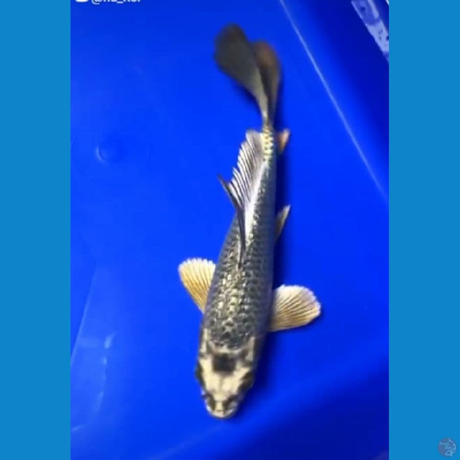 kumpay mukasi GOLD gindrin size 20 cm