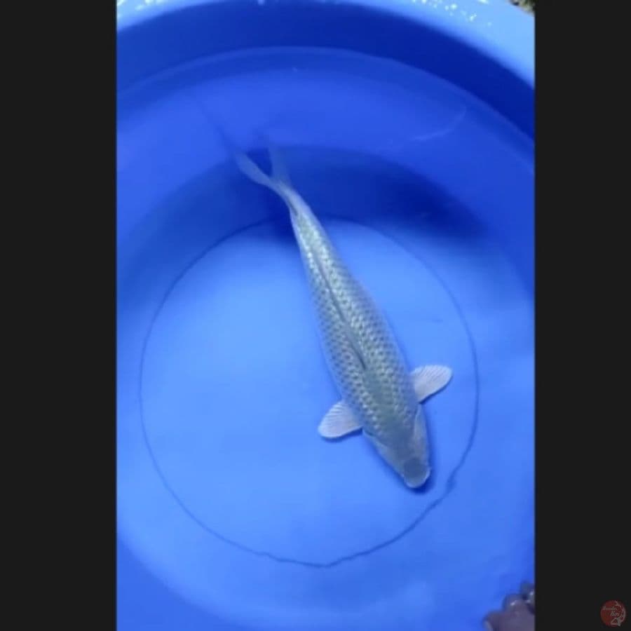 ( 35CM ) SORAGOI GINRIN - FEMALE
