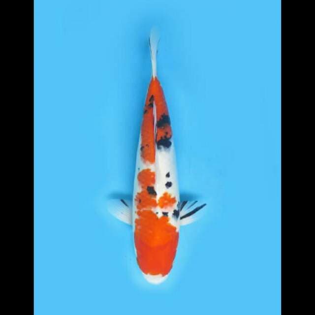 40cm Female - F1 Taisho Sanke