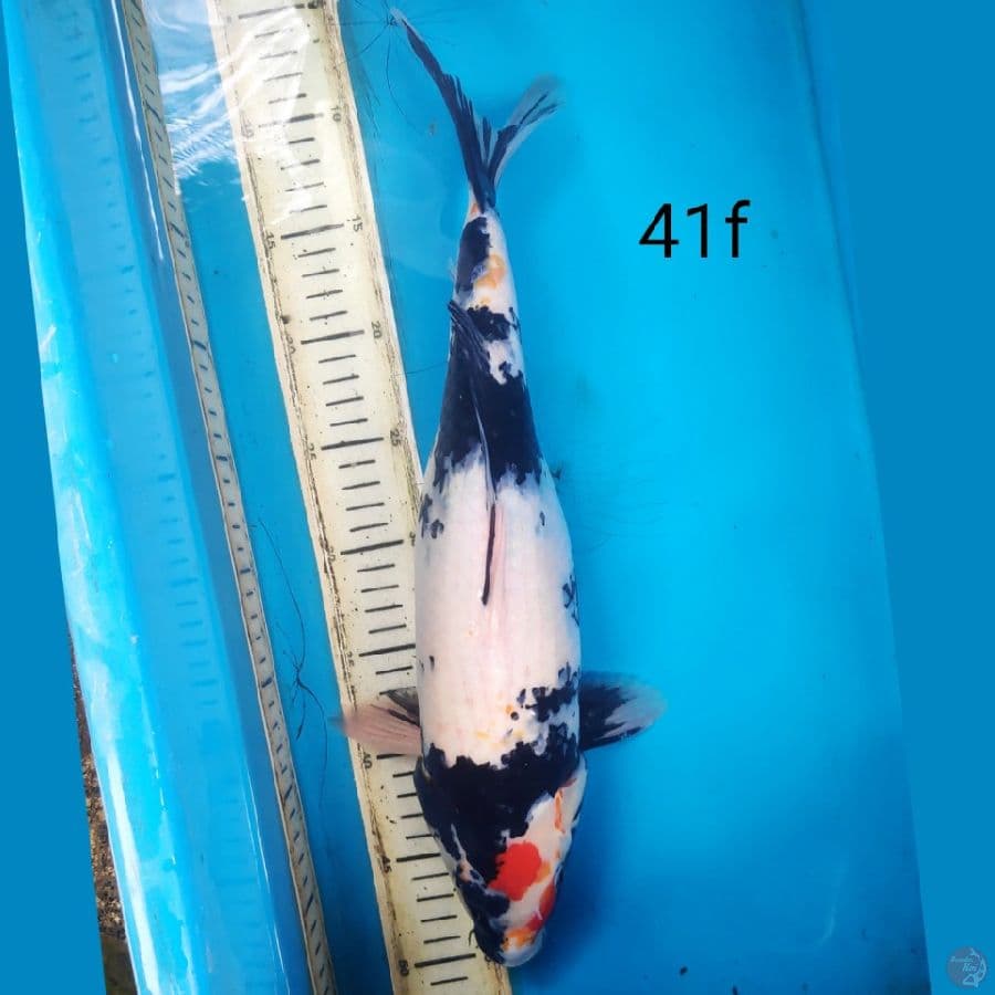 maruten showa, 41cm female