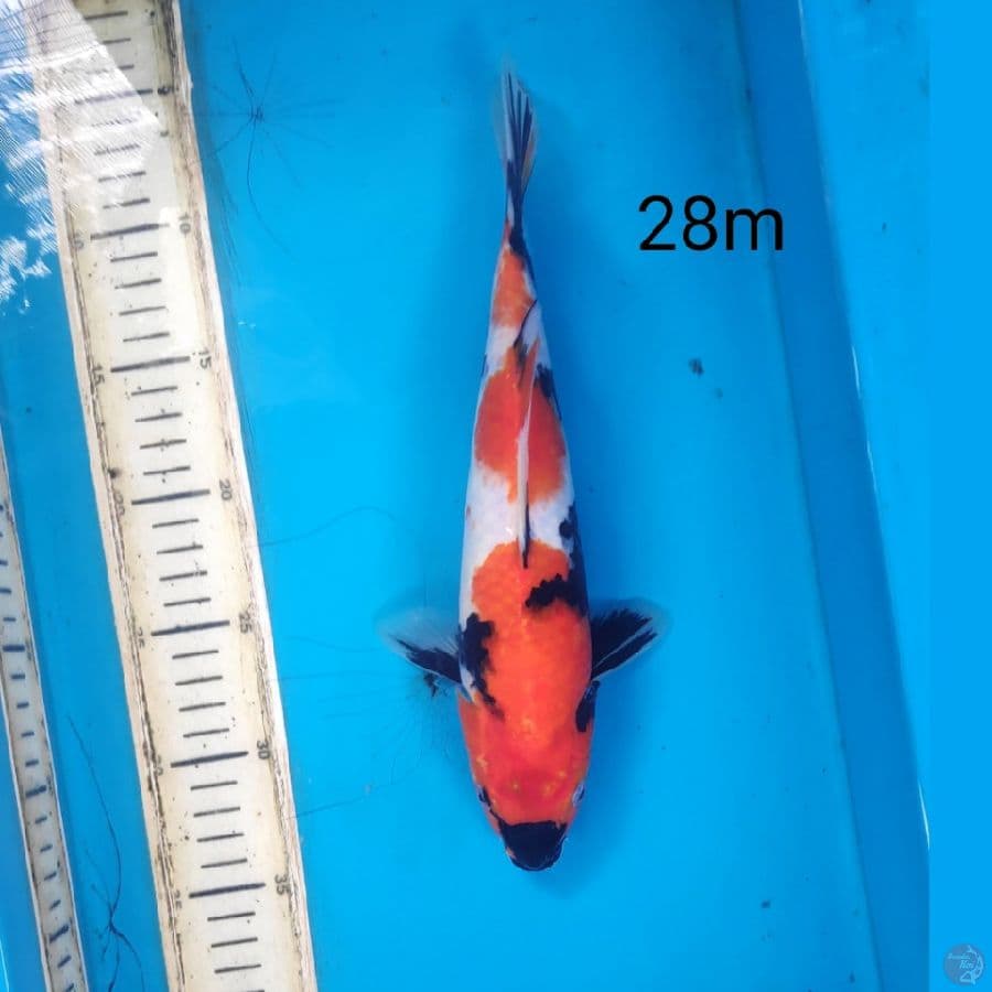 showa, 28cm male