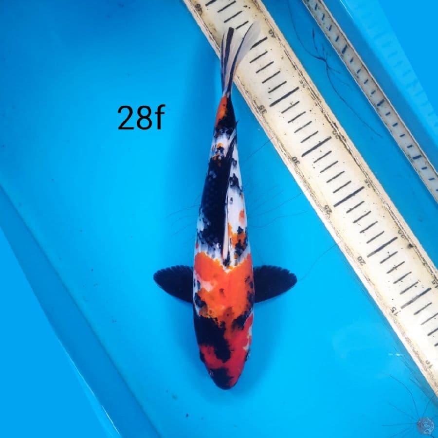 showa, 28cm female