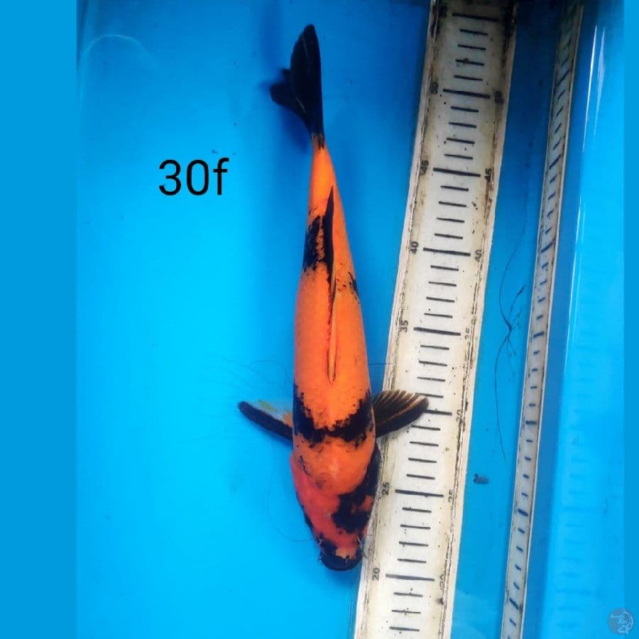 hi utsuri, 30cm female