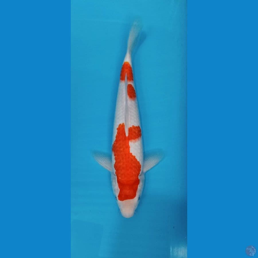 KOHAKU 30 CM ORIGINAL
