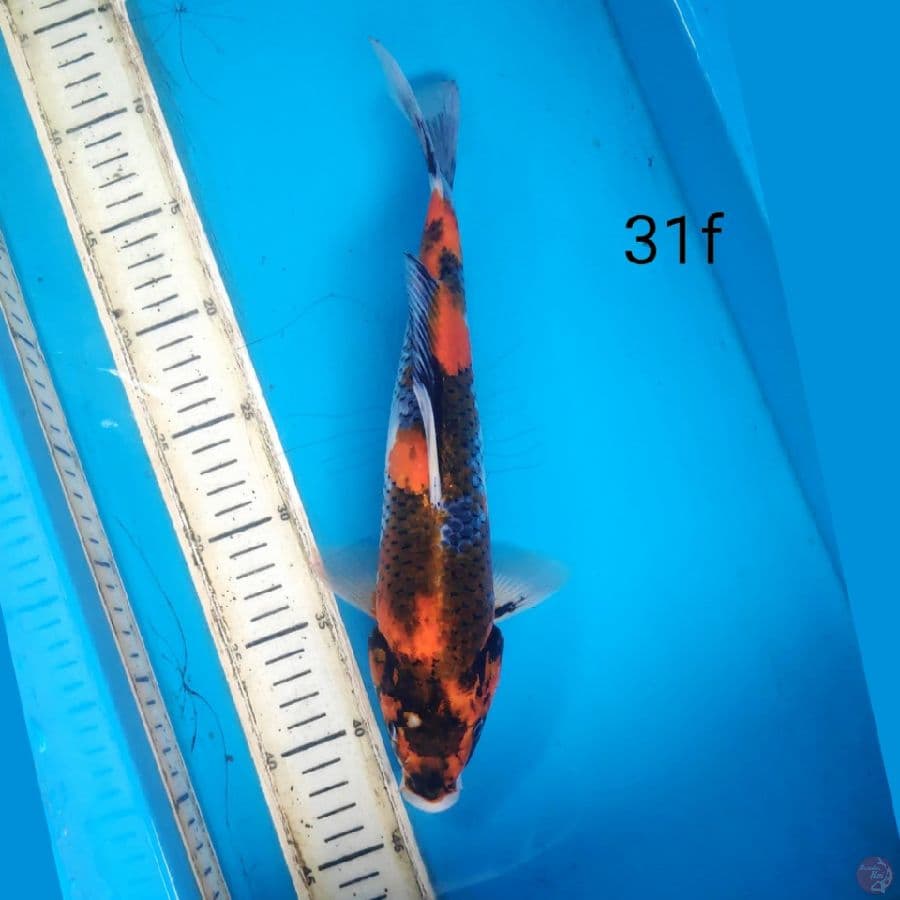 kage showa, 31cm male