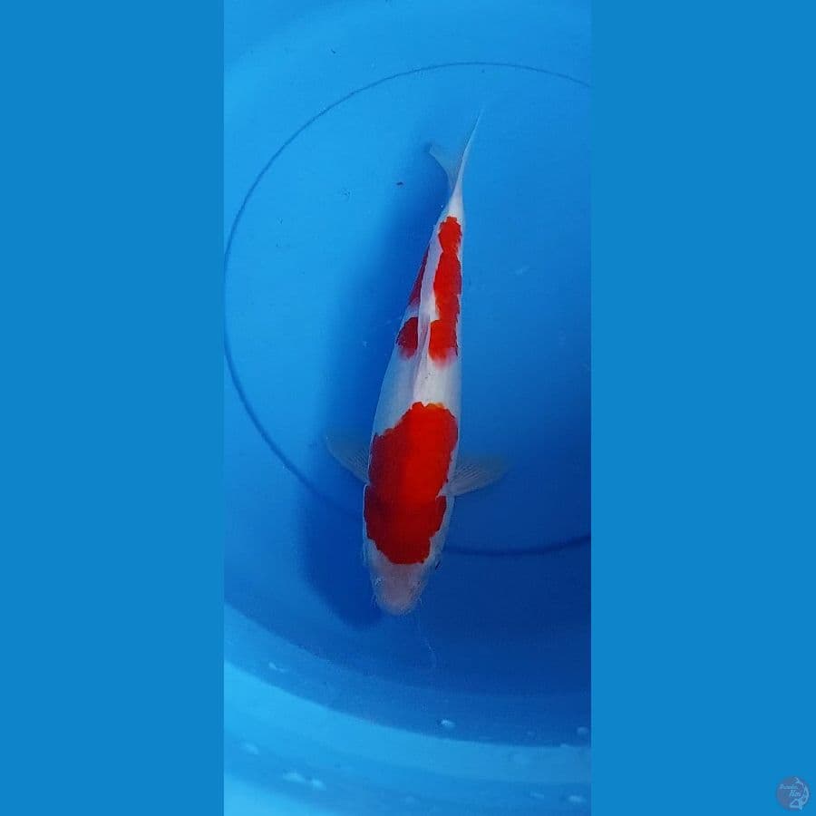 Kohaku Original